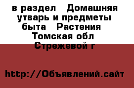  в раздел : Домашняя утварь и предметы быта » Растения . Томская обл.,Стрежевой г.
